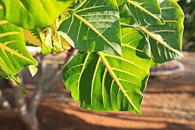 乔尔回归！顽皮狗新作据称自由度更高